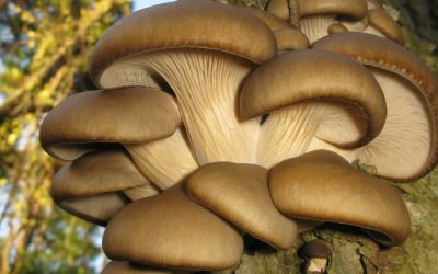 AI revoluționează agricultura: Zațul de cafea, transformat în ciuperci de Mushnomics