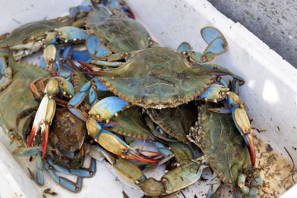 Ideea de-a mânca specii invazive, „soluție” criticată de experți din România