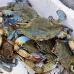 Ideea de-a mânca specii invazive, „soluție” criticată de experți din România