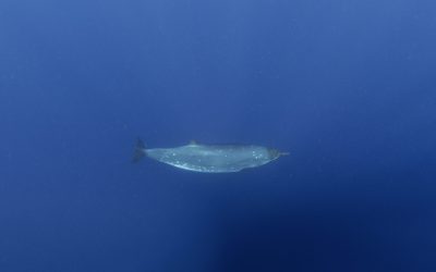 Creatură misterioasă din adâncuri, după 150 de ani: Cercetătorii, uluiți