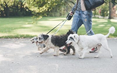 Gratuit: Sterilizare și microcipare pentru câinii metiși din București