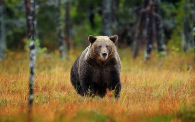 Ursul, țintă sigură: Parlamentarii dublează cota de vânătoare. Câți vor muri în 2026?