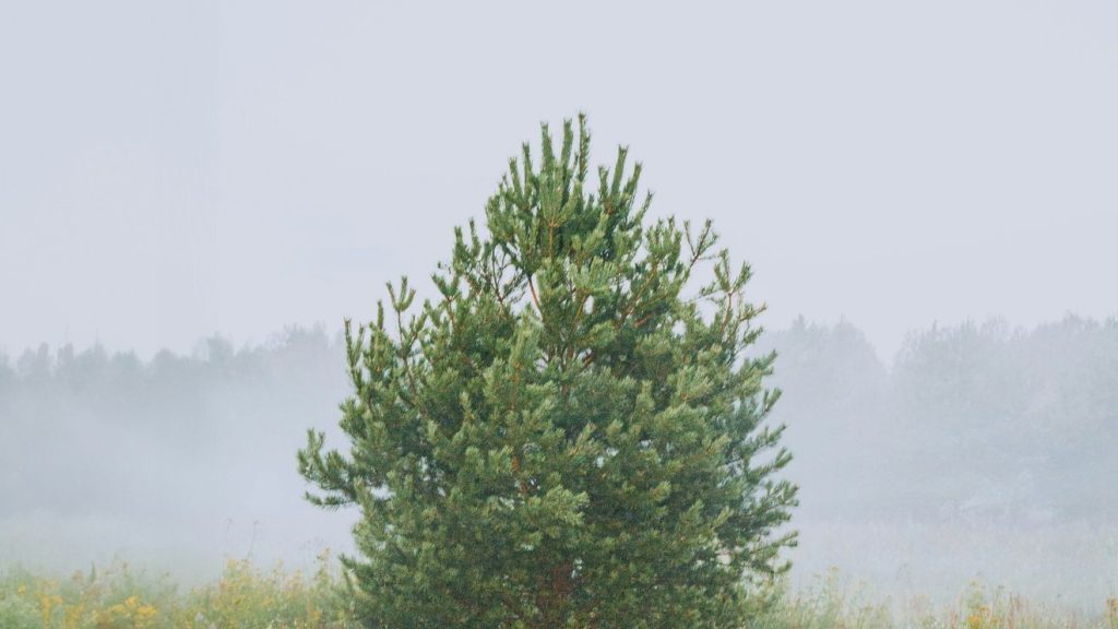 Prognoza meteo pentru 17 Aprilie: Cum va fi vremea în Mid-Michigan?