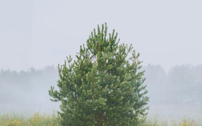 Prognoza meteo pentru 17 Aprilie: Cum va fi vremea în Mid-Michigan?