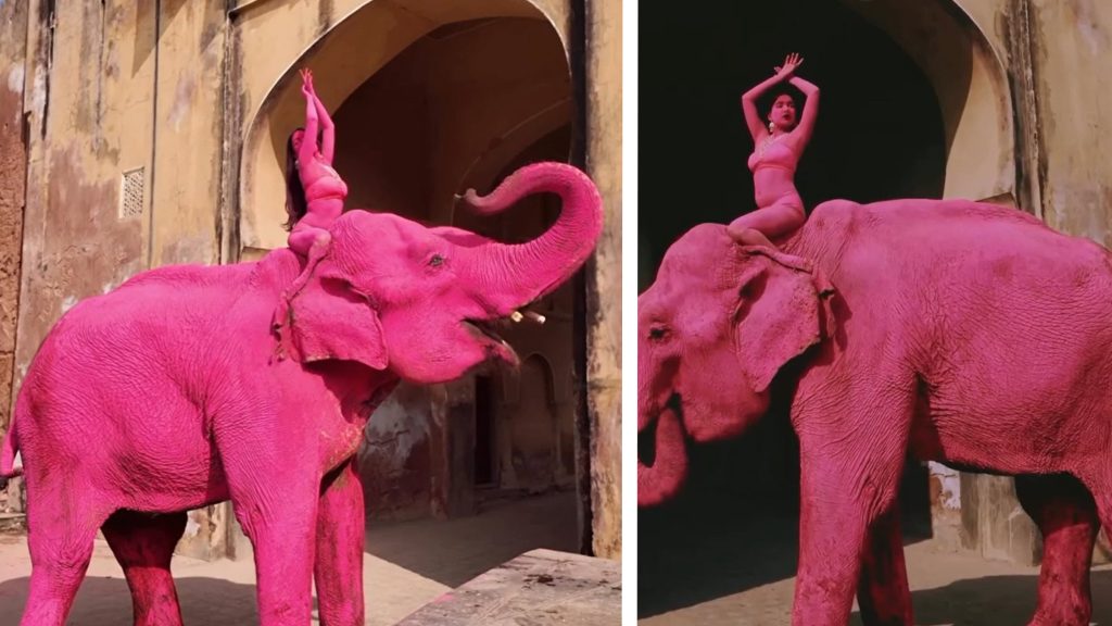 Chanchal, elefantul roz, a murit după o ședință foto. India, în șoc