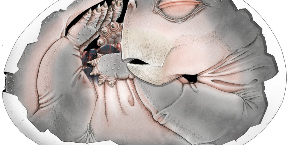 Strămoșii mamiferelor, surpriză! Depuneau ouă, dezvăluie un supermicroscop