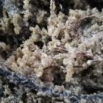 Șalău de Razim–Sinoie: Sezonul 2026 de eliberare a icrelor, finalizat