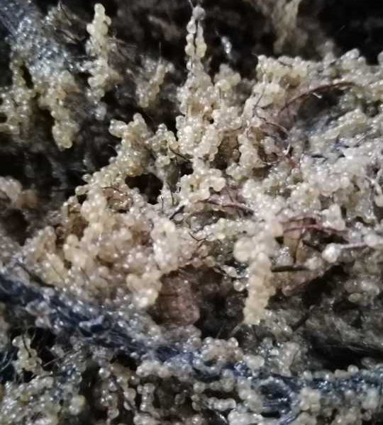 Șalău de Razim–Sinoie: Sezonul 2026 de eliberare a icrelor, finalizat