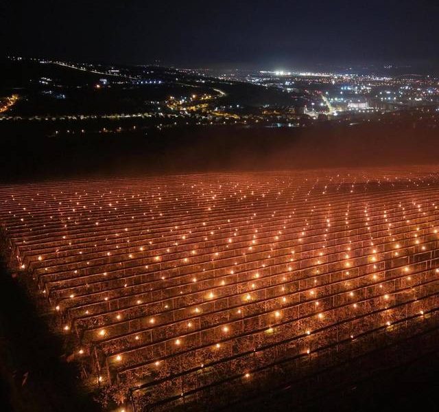 Au ars 40.000 de euro ca să scape pomii de îngheț: Povestea fermierilor din Cluj