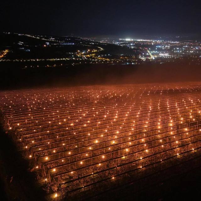 Au ars 40.000 de euro ca să scape pomii de îngheț: Povestea fermierilor din Cluj