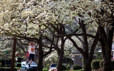 ghows-NC-93541d05-27fe-6fa9-e053-0100007ffa93-5ab71f2f.jpeg - ReactiveNews