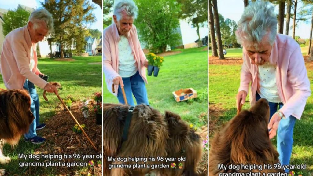 Bătrânica de 96 de ani și câinele-gigant: spectacol floral senzațional