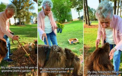 Bătrânica de 96 de ani și câinele-gigant: spectacol floral senzațional