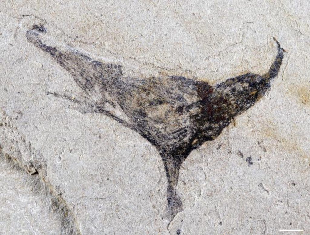 Fosile din China schimbă peisajul înțelegerii despre apariția vieții complexe înainte de explozia cambriană O descoperire recentă de fosile în sud-vestul Chinei răstoarnă tezele tradiționale despre evoluția vieții pe Pământ