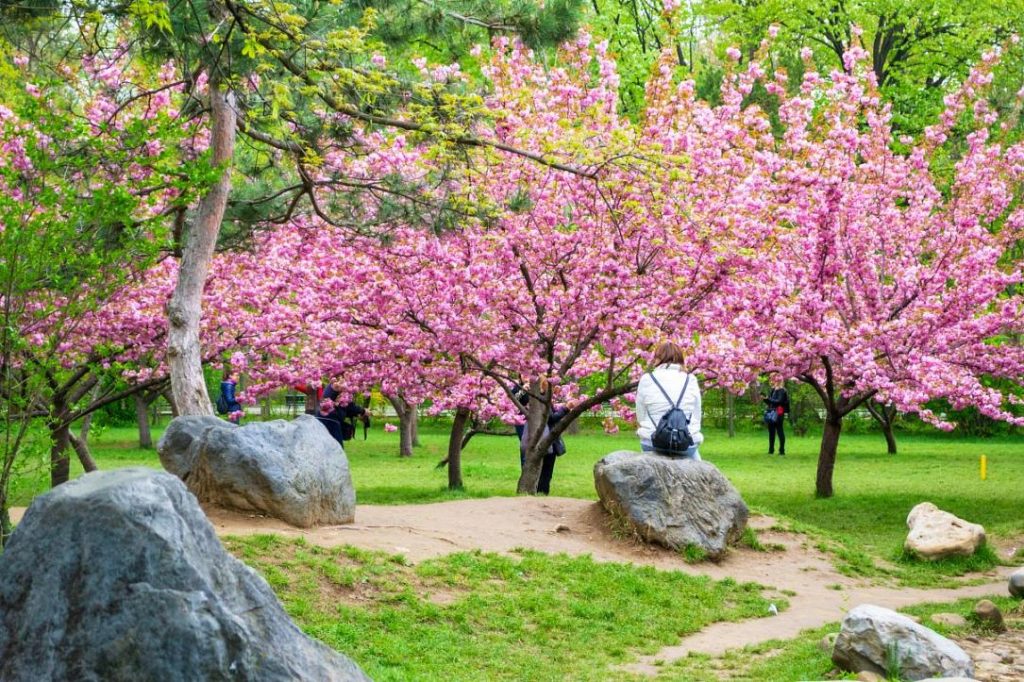Hanami spectaculos în Parcul Regele Mihai I din București