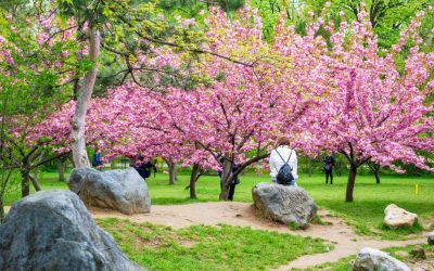 Hanami spectaculos în Parcul Regele Mihai I din București