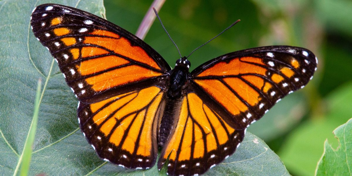 Expoziția „COCON” dedicată fluturilor, redeschisă la Muzeul Antipa Muzeul Național de Istorie Naturală „Grigore Antipa” își redeschide, începând cu 10 aprilie, expoziția dedicată fluturilor