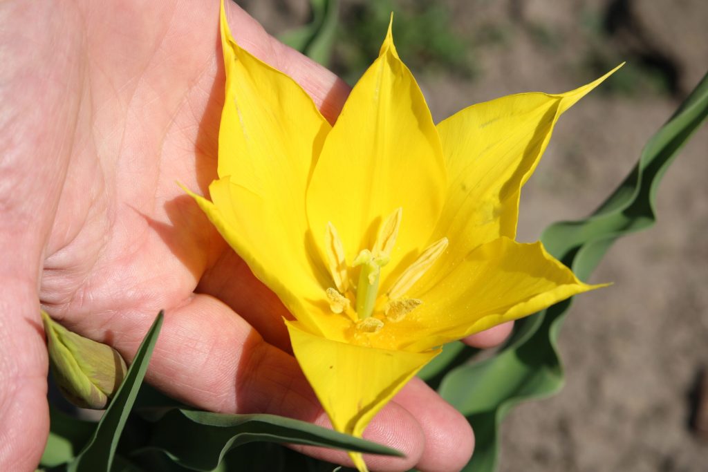 Floarea rară de la Cazanele Dunării, tot mai vizibilă