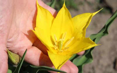 Floarea rară de la Cazanele Dunării, tot mai vizibilă