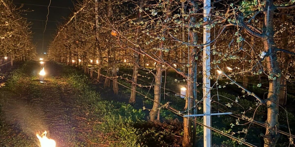 Arși 40.000 de euro, într-o noapte, la propriu, pentru cireșii de îngheț