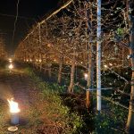 Arși 40.000 de euro, într-o noapte, la propriu, pentru cireșii de îngheț