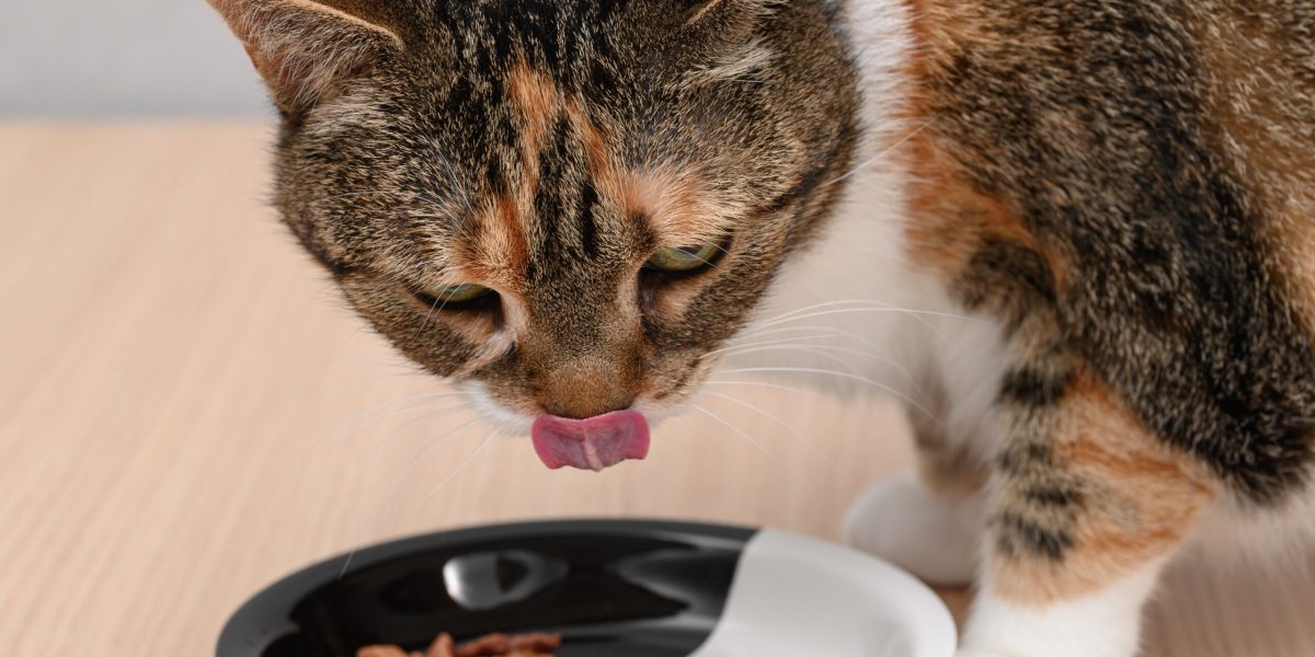 Bun pentru pisici: Studiu CONFIRMĂ beneficiile încălzirii hranei