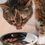 Bun pentru pisici: Studiu CONFIRMĂ beneficiile încălzirii hranei