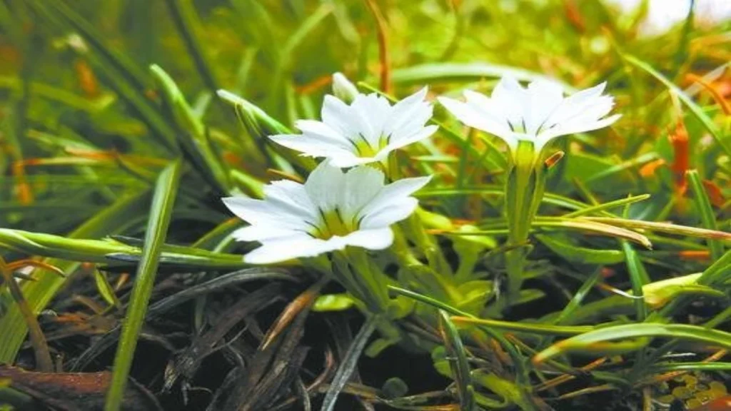 Hoți de flori, prinși de polițiști în parc București – Primarul cere anchetă