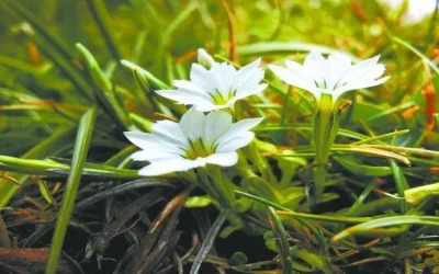 Hoți de flori, prinși de polițiști în parc București – Primarul cere anchetă