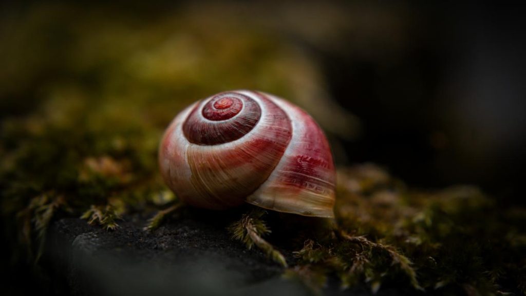 Melcul VAMPIR terorizează peștii: Italia propune „Molusca Anului”