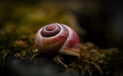 Melcul VAMPIR terorizează peștii: Italia propune „Molusca Anului”