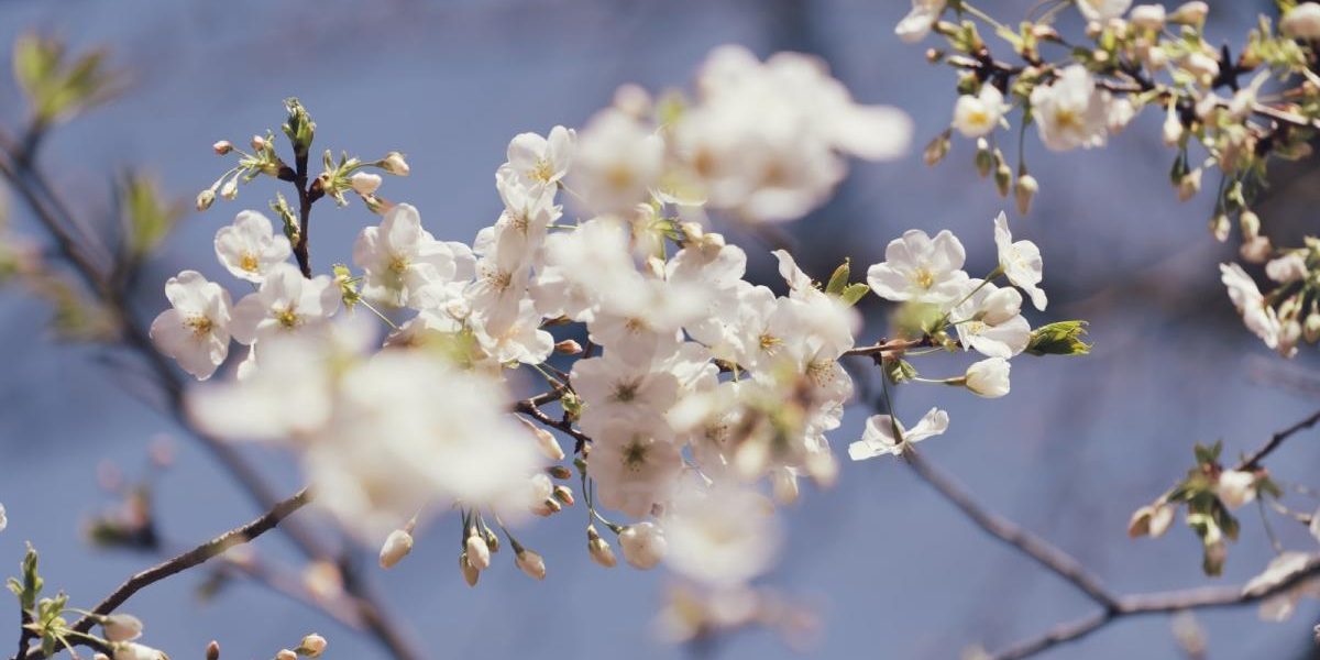 Gata cu gerul! Vremea bună se instalează în România, temperaturi normale