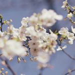 Gata cu gerul! Vremea bună se instalează în România, temperaturi normale