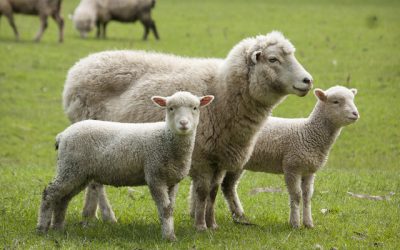 Victorie pentru fabrica de lână din Europa: Guvernul, obligat să dea ajutorul de stat în România