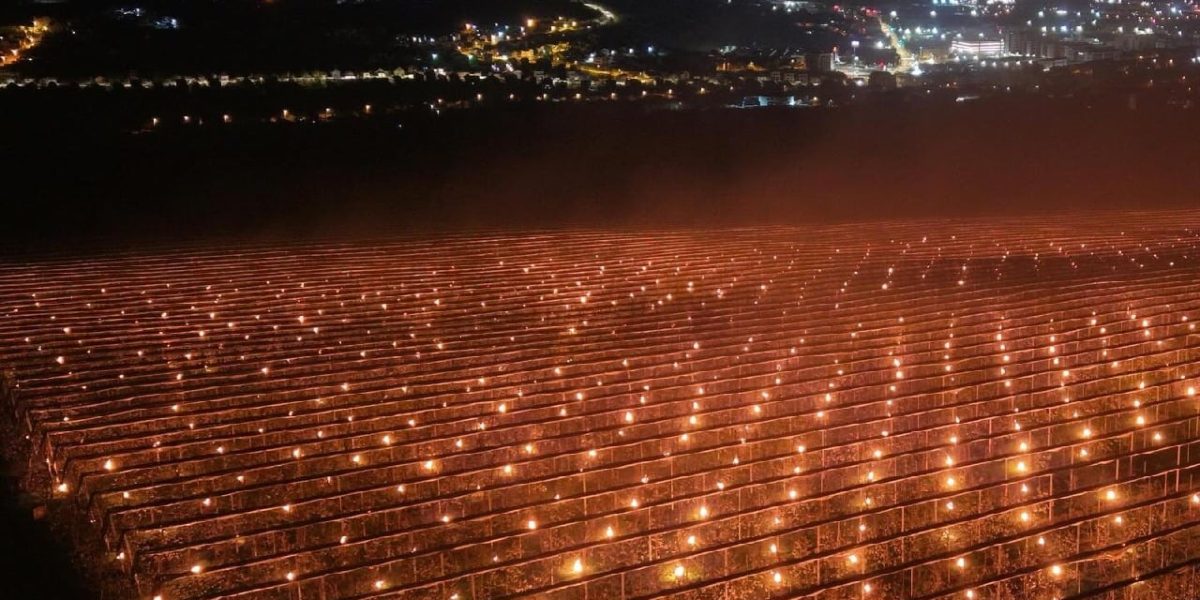 Arde 40.000 € pentru cireși: Fermă din Cluj, gest INCREDIBIL!