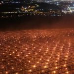 Arde 40.000 € pentru cireși: Fermă din Cluj, gest INCREDIBIL!