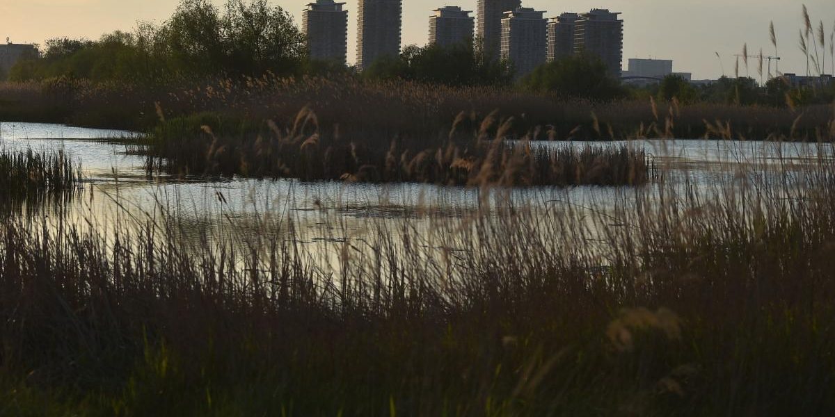 București: Oaza sălbatică Văcărești, admirată de jurnaliștii Bloomberg