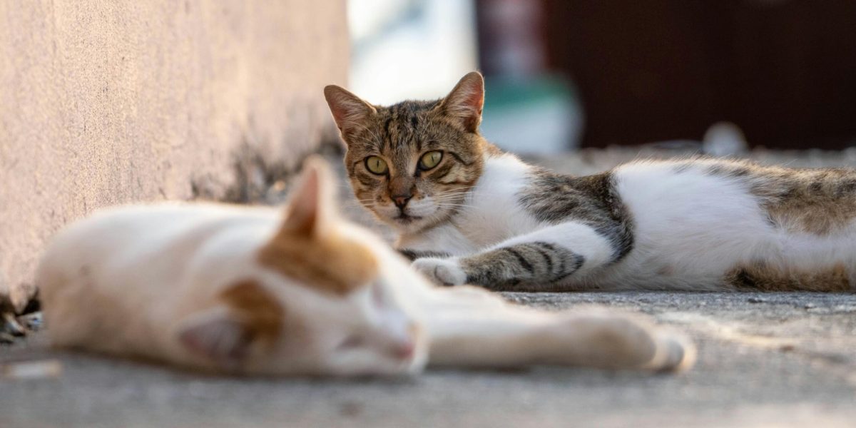 pexels-benyasincelebi-35700277-scaled.jpg - ReactiveNews