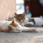 pexels-benyasincelebi-35700277-scaled.jpg - ReactiveNews