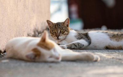 Avocați organizează grătar și adopții de pisici, evenimentul „Adoptă un Aristo & Crat” duminică