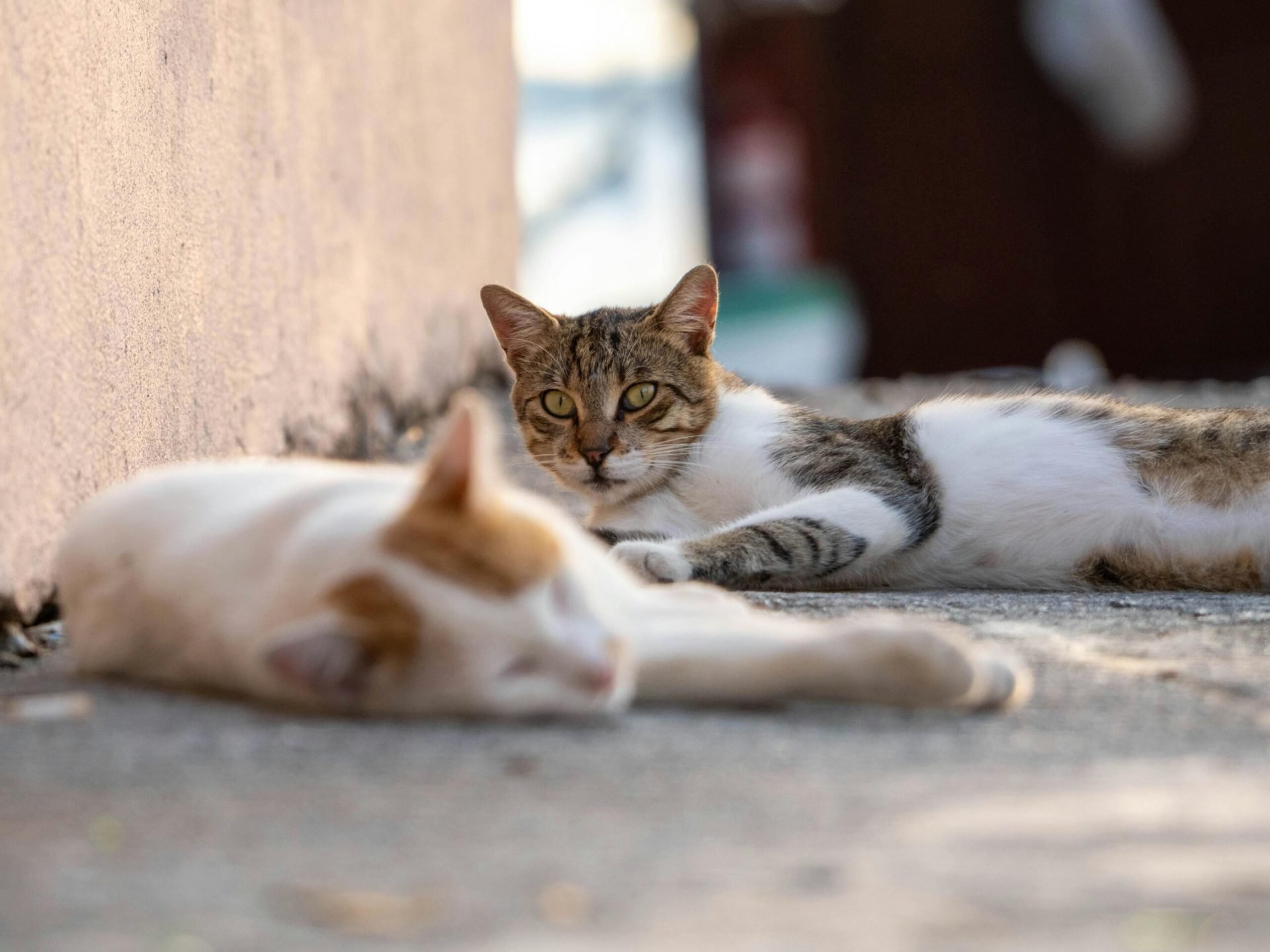 Avocați organizează grătar și adopții de pisici, evenimentul „Adoptă un Aristo & Crat” duminică