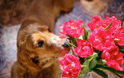 Florii, o sărbătoare tradițională plină de simbolism, capătă în 2026 o nouă dimensiune în alegerea florilor, pe fondul tot mai crescut al preocupărilor legate de siguranța animalelor de companie