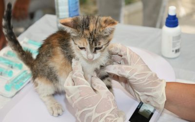 Agenția Europeană dă undă verde primului vaccin veterinar bazat pe ARN