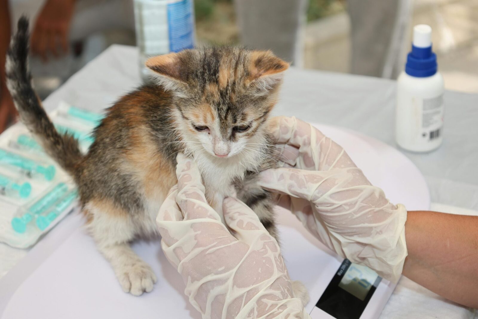 Agenția Europeană dă undă verde primului vaccin veterinar bazat pe ARN