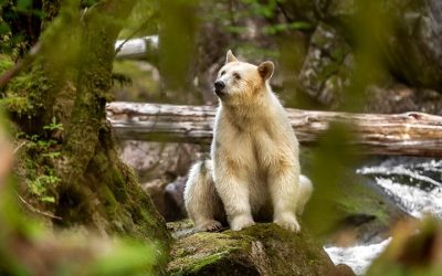 Spirit bears, simbol al biodiversității canadiene, în pericol din cauza schimbărilor climatice Unul dintre cele mai rare și fascinante animale din pădurile Canadei, spirit bear sau ursul Kermode, s-a confruntat cu o recesiune a populației, iar situația sa devine tot mai critică
