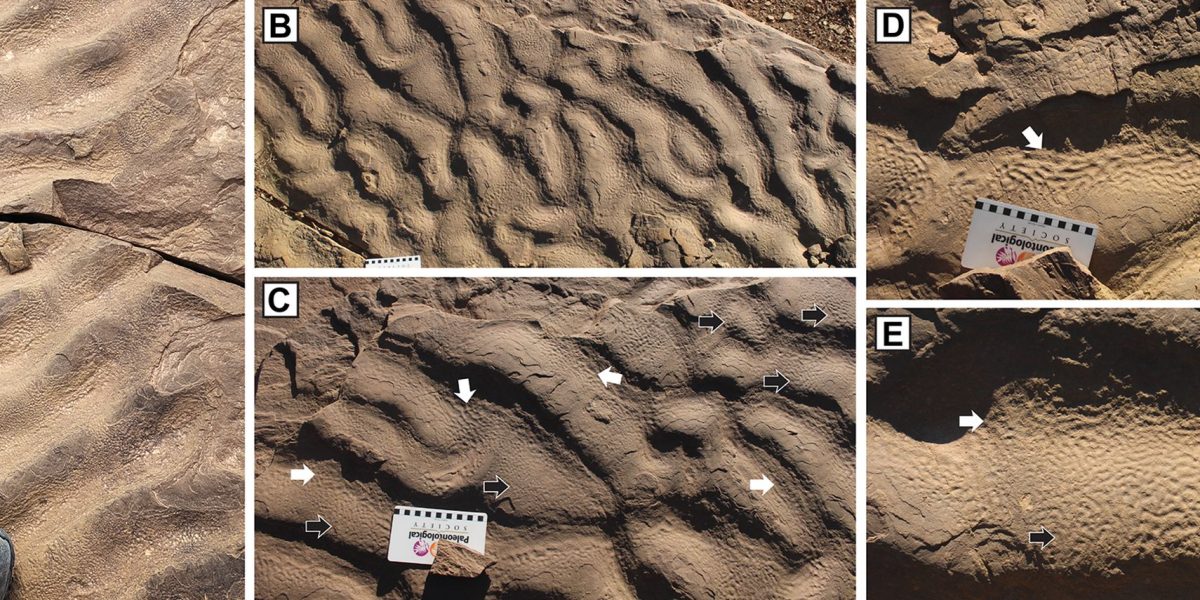 piele-de-elefant-roci-gsw_Descopera.jpg - ReactiveNews