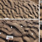 piele-de-elefant-roci-gsw_Descopera.jpg - ReactiveNews