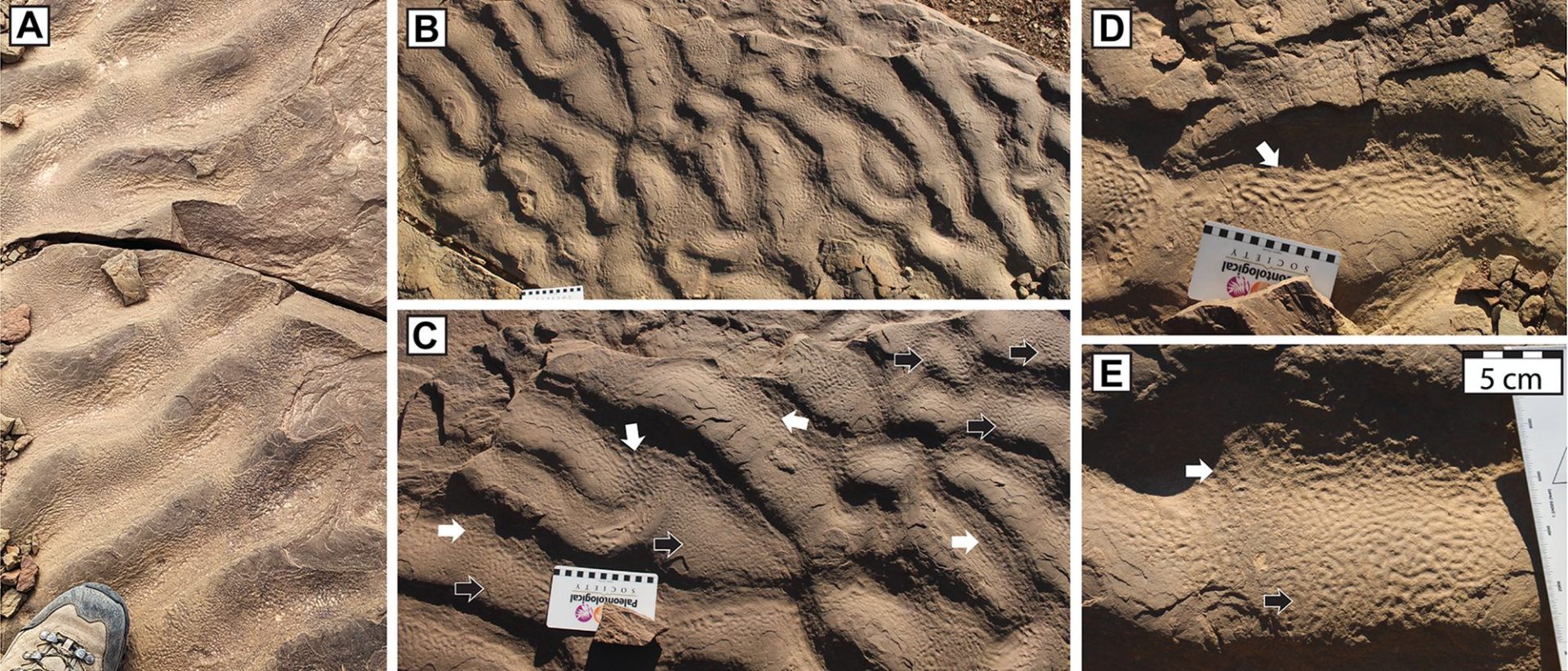 Descoperirea unui model particular de texturi roci a perturbat înțelegerile tradiționale despre mediile de viață din trecutul geologic al Pământului