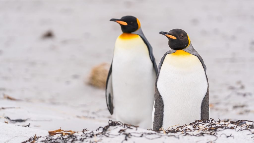 Ce se întâmplă de fapt cu pinguinii care mănâncă oricât vor