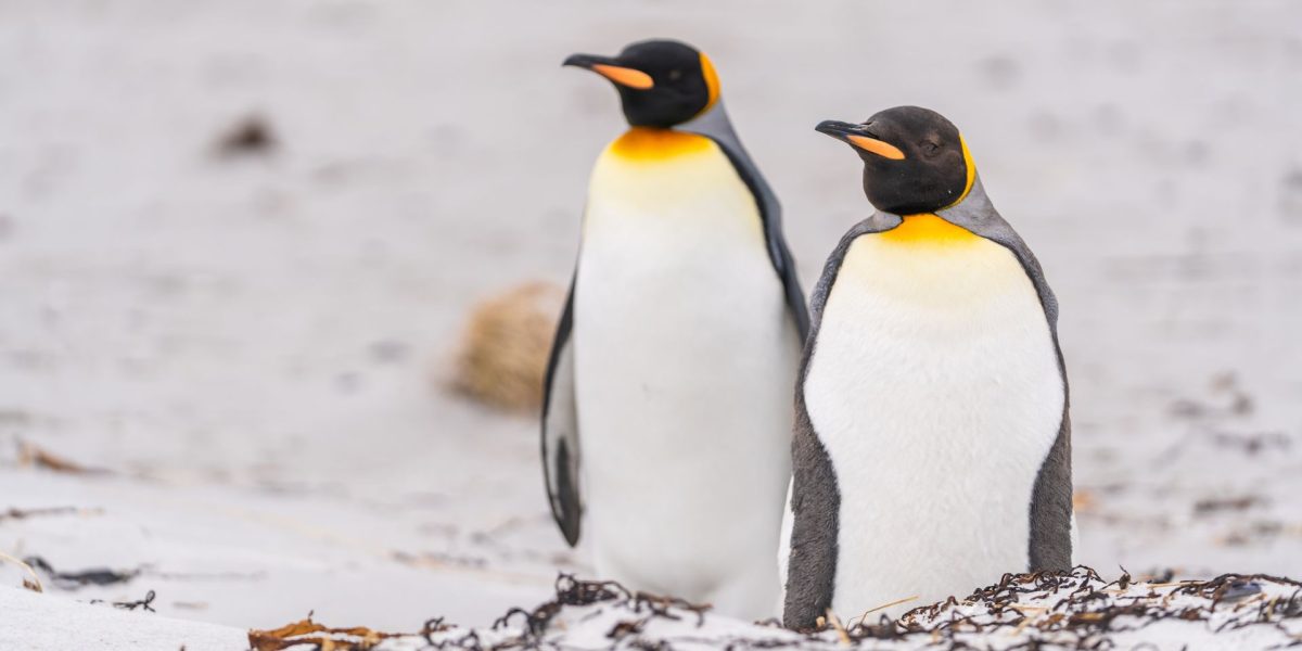 pinguinii-care-au-mancare-la-discretie_shutterstock_descopera-10.jpg - ReactiveNews